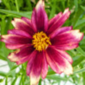 Meet your Posher, Riley